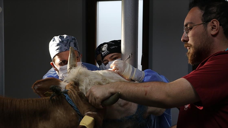 Kastamonu’da üreticilerin büyükbaş hayvanlarını akademisyenler sağlığına kavuşturuyor