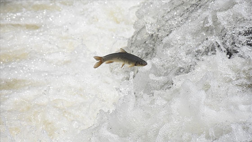 Göçmen tatlı su balıklarının popülasyonu 1970’ten 2020’ye yüzde 80’in üzerinde azaldı