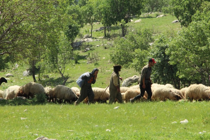 5 bin insan, 400 bin küçükbaş hayvanın zorlu yolcuğu başladı