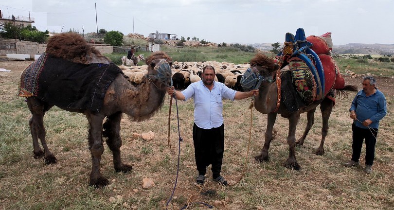 Kurbanlık develer 300 bin TL’den kapış kapış satıldı