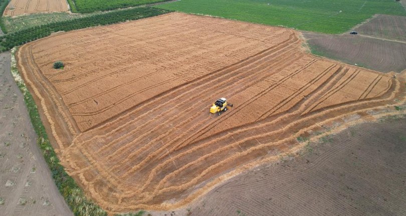 Hububatta sarı pasa dikkat!