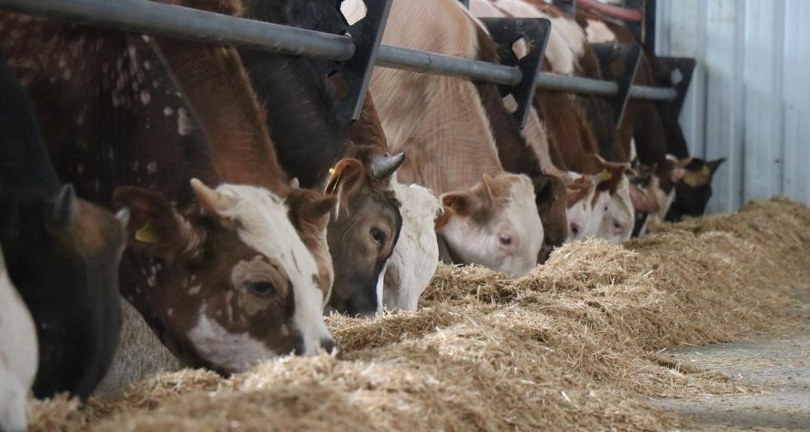 Kurban etini tüketmek için acele etmeyin