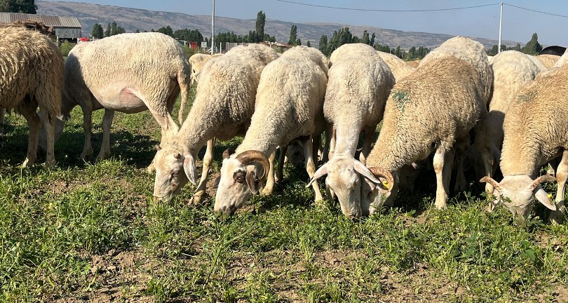 30 dekar maydanoz tarlasında koyunlar otluyor