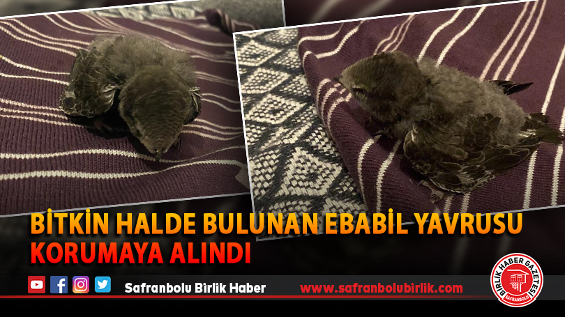 Bitkin halde bulunan ebabil yavrusu korumaya alındı
