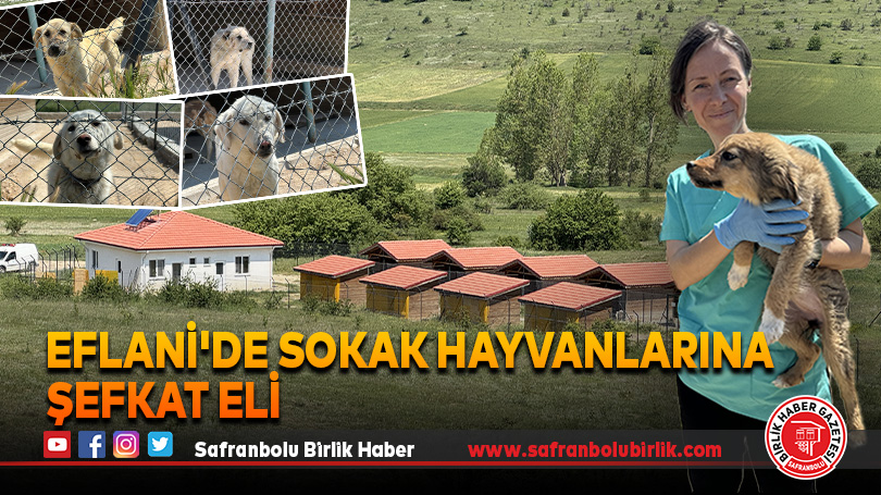 Eflani’de Sokak Hayvanlarına Şefkat Eli