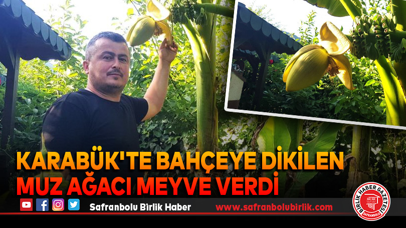 Karabük’te Bahçeye Dikilen Muz Ağacı Meyve Verdi