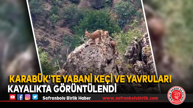 Karabük’te Yabani Keçi ve Yavruları Kayalıkta Görüntülendi