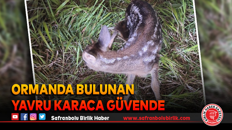 Ormanda Bulunan Yavru Karaca Güvende