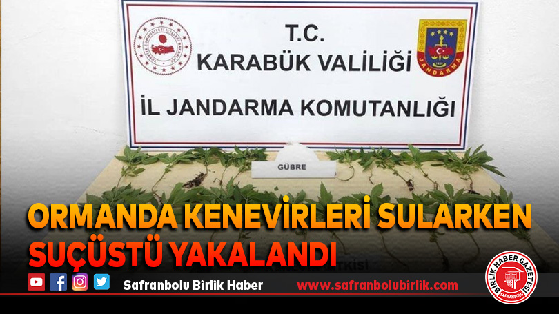 Ormanda kenevirleri sularken suçüstü yakalandı