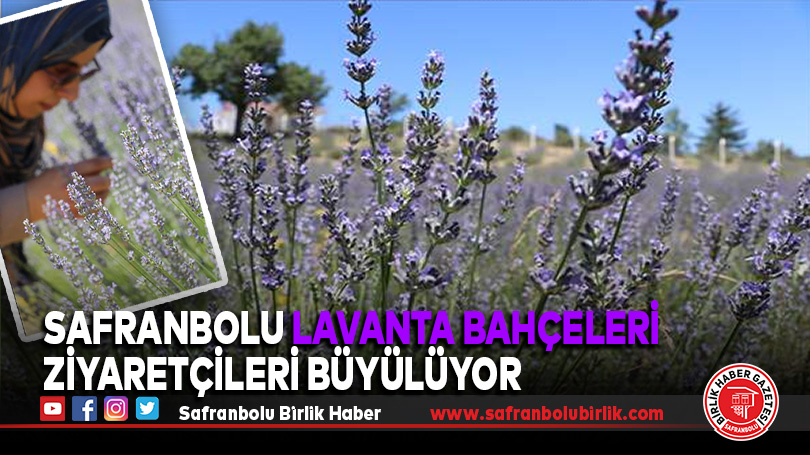 Safranbolu Lavanta Bahçeleri Ziyaretçileri Büyülüyor