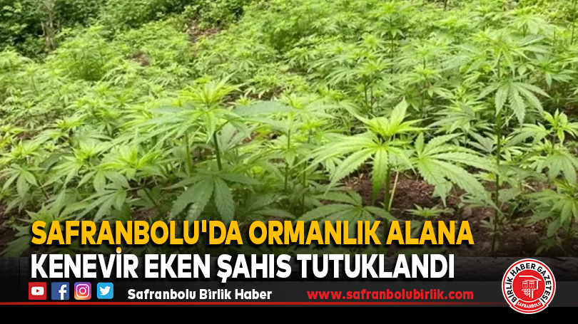 Safranbolu’da Ormanlık Alana Kenevir Eken Şahıs Tutuklandı