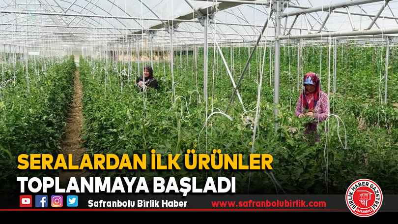 Seralardan ilk ürünler toplanmaya başladı