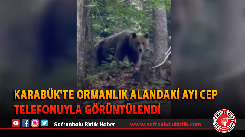 Karabük’te ormanlık alandaki ayı cep telefonuyla görüntülendi