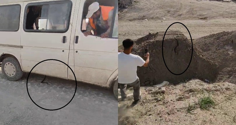 İzleyenleri gülümseten yılan kovalamacası