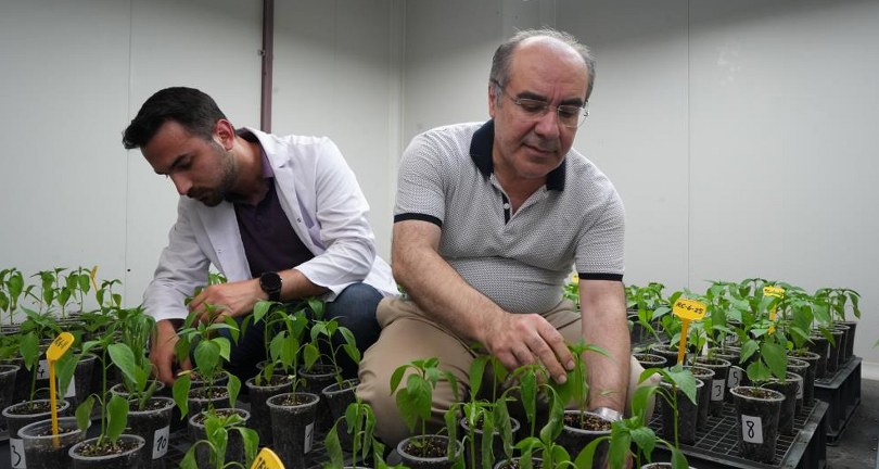 Yüksek sıcaklık ve kuraklık stresine dayanıklı biberler geliyor