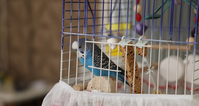 Dinleyen kulaklarına inanamıyor: Muhabbet kuşundan ’’Sayın Cumhurbaşkanı Recep Tayyip Erdoğan’’ tiradı