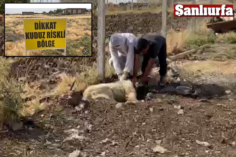 Şanlıurfa’da bir kuduz vakası daha