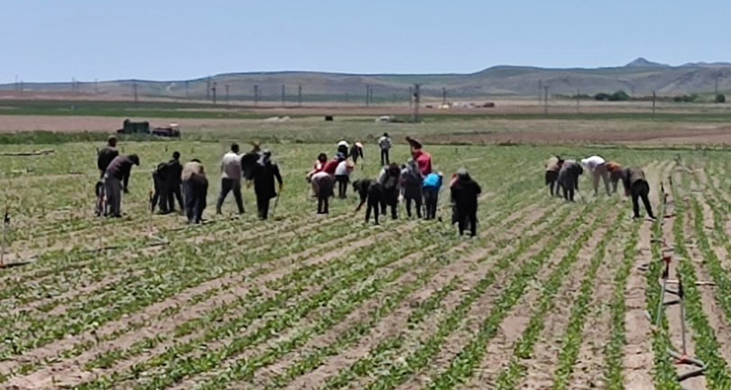 Mevsimlik tarım işçileri ekmek parası için ter döküyor
