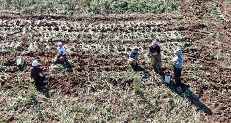 Dünyaca ünlü Taşköprü sarımsağınıda hasat başladı