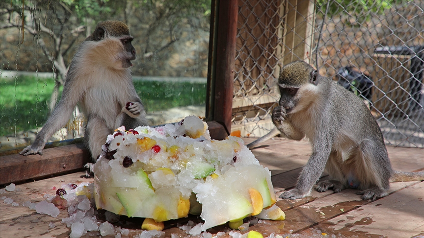 Antalya doğal yaşam parkındaki hayvanlar sıcak havada buzlu meyve kokteyliyle serinliyor