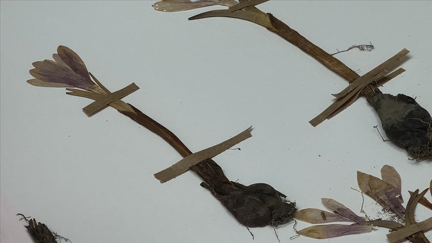 OMÜ’deki herbaryumda kurutulmuş 10 bin civarında bitki türü bulunuyor