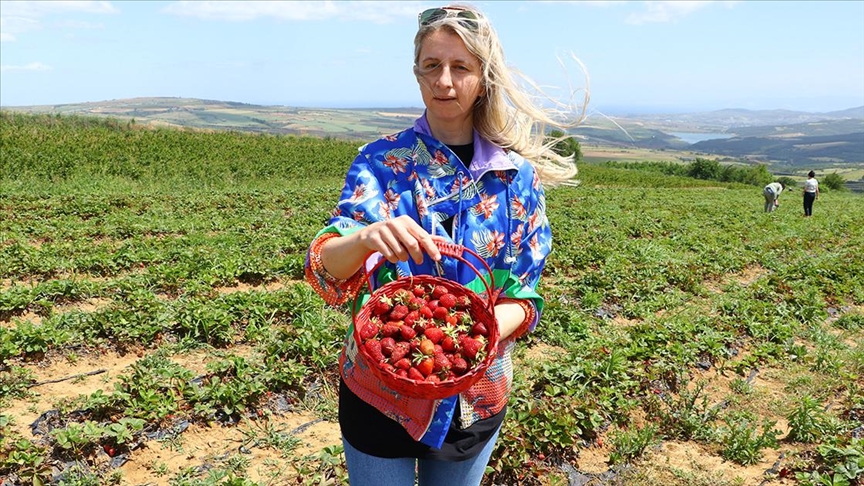 Özel sektördeki işini bırakıp çiftçiliğe başlayan kadın çilek üretiyor