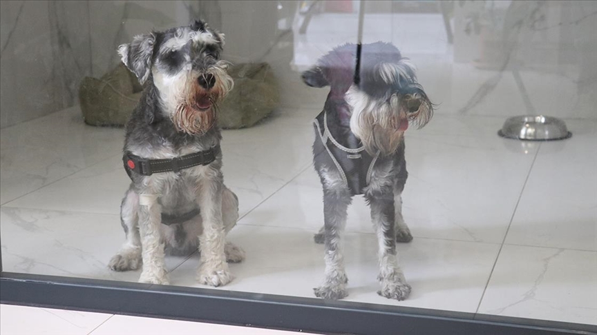 “Can dostlar” bayram tatilinde evcil hayvan otellerinde ağırlanacak