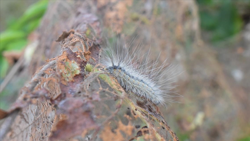 Amerikan beyaz kelebeği, başta fındık olmak üzere 600’den fazla bitkiye zarar veriyor