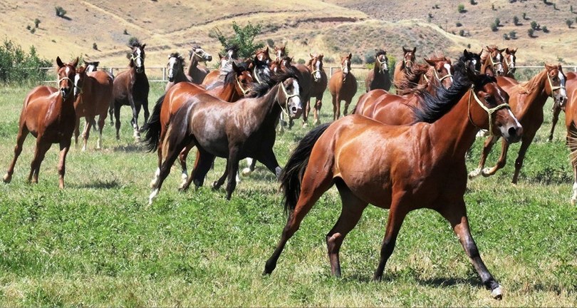 Milyonluk taylar görücüye çıkıyor