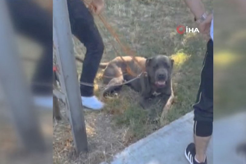 Başıboş pitbull dehşeti!