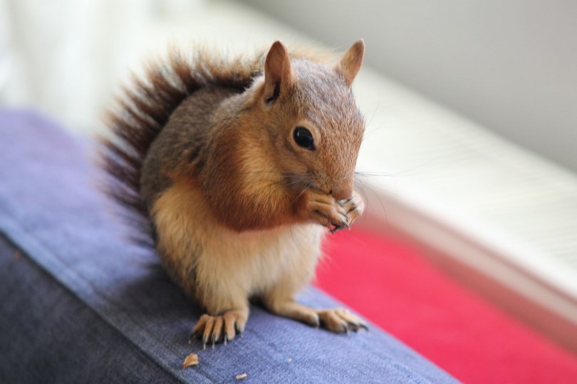 Doğada buldukları sincabı kışın korudular, yazın doğaya bıraktılar