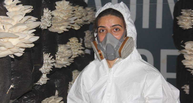 Plazaları bıraktı memleketinde mantar üretmeye başladı