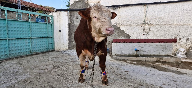 1 tonluk “Paşa” alıcısını bekliyor