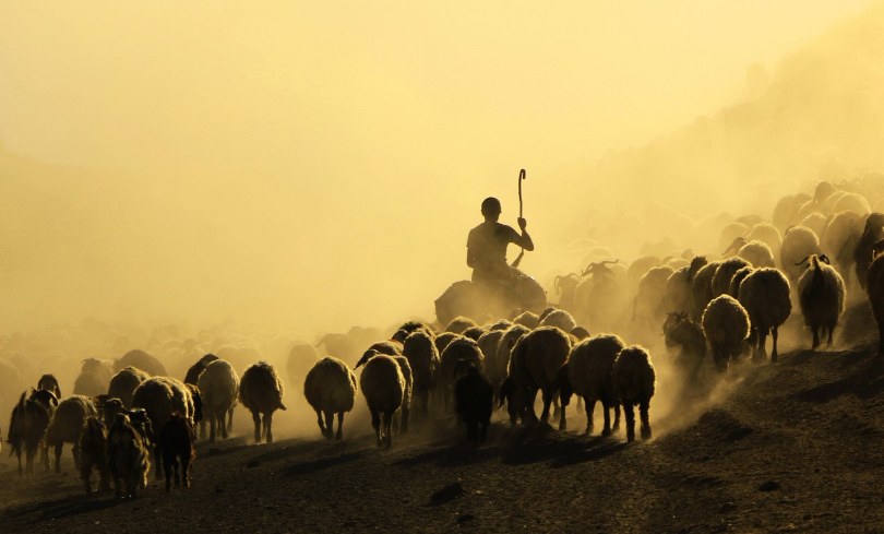 Sürülerin tozlu ve zorlu yolculuğu başladı