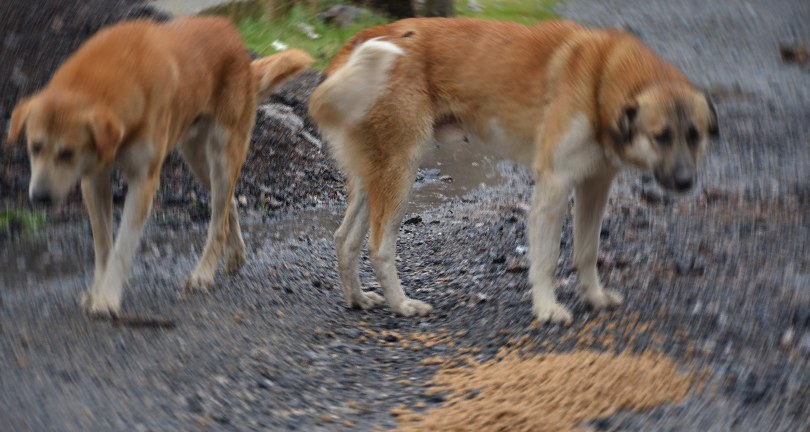 MASAK, mama lobisinin iç yüzünü deşifre etti