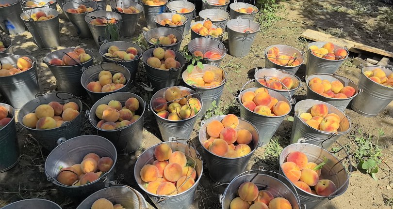 Tescilli Bursa şeftalisi hasadı başladı