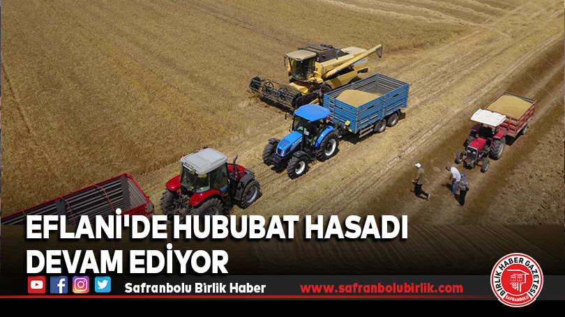 Eflani’de Hububat Hasadı Devam Ediyor