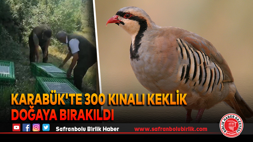 Karabük’te 300 kınalı keklik doğaya bırakıldı