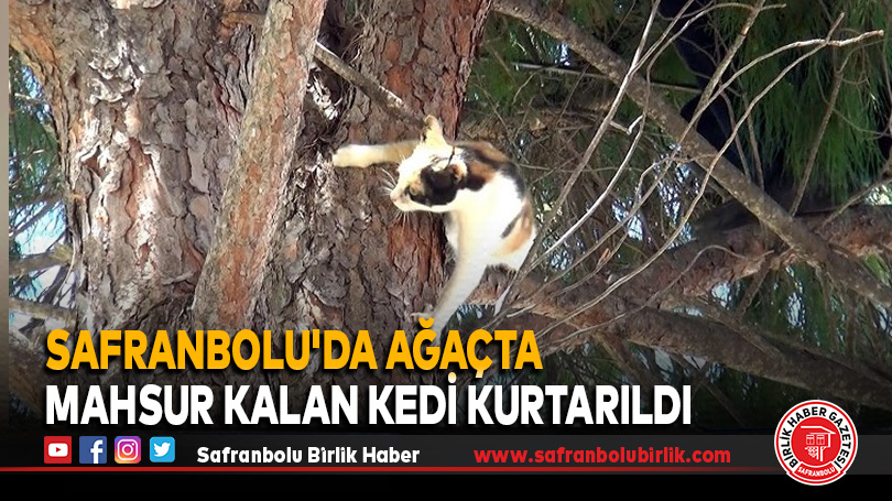 Safranbolu’da ağaçta mahsur kalan kedi kurtarıldı