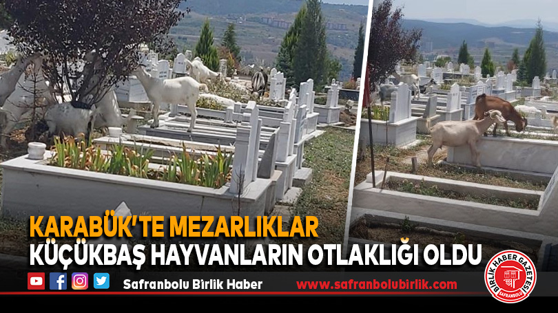 Mezarlıklar küçükbaş hayvanların otlaklığı oldu