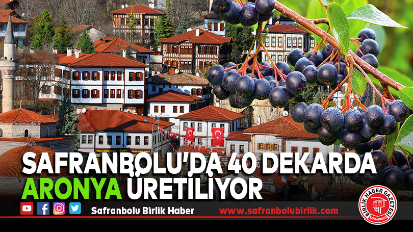 Safranbolu’da 40 Dekarda Aronya Üretiliyor