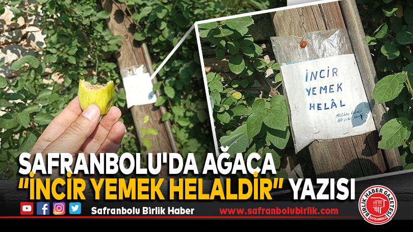 Safranbolu’da Ağaca İncir Yemek Helaldir Yazısı Asıldı