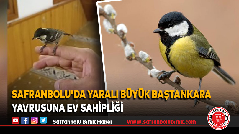 Safranbolu’da Yaralı Büyük Baştankara Yavrusuna Ev Sahipliği