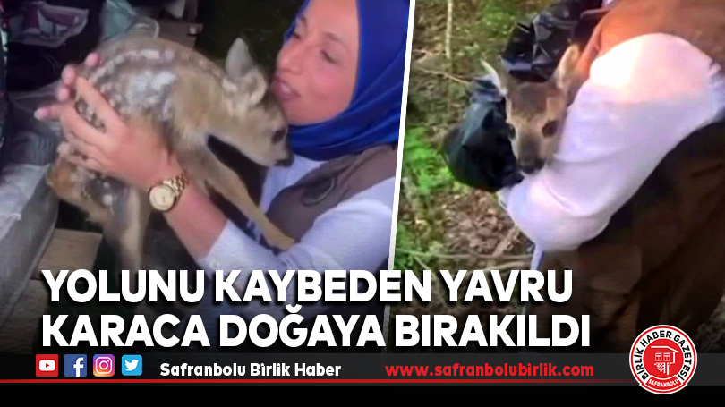 Yolunu kaybeden yavru karaca doğaya bırakıldı