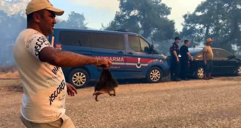 Orman yangınında kirpiyi yanmaktan kurtarıp serinlettiler