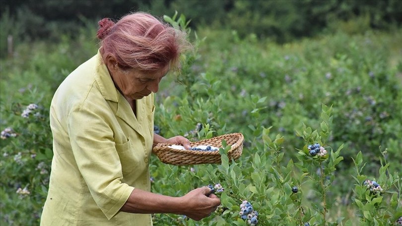Emekli mali müşavir Bursa’da yaban mersini üretiyor