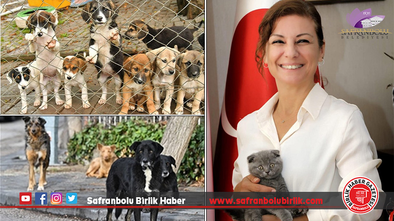 Başkan Köse’den Sokaktaki Canlara Destek