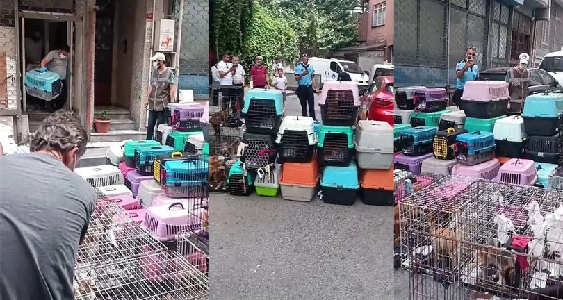 Sözde hayvansever kadın 85 kediyi ölüme terk etti