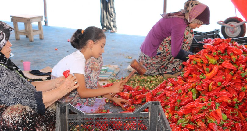 Şanlıurfa’da isotun acı serüveni başladı