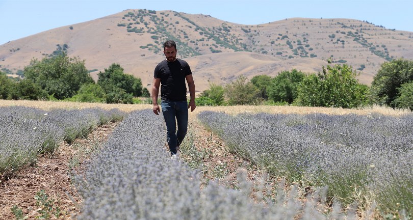 İnternette görüp bir hevesle başladılar, lavanta üreticisi oldular